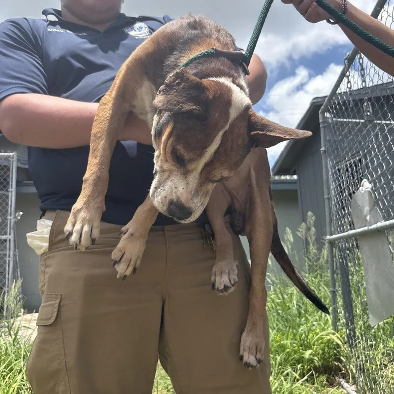 A senior medium-sized male Yellow / Tan / Blond / Fawn Mixed Breed dog named Oliver for adoption in Austin, TX