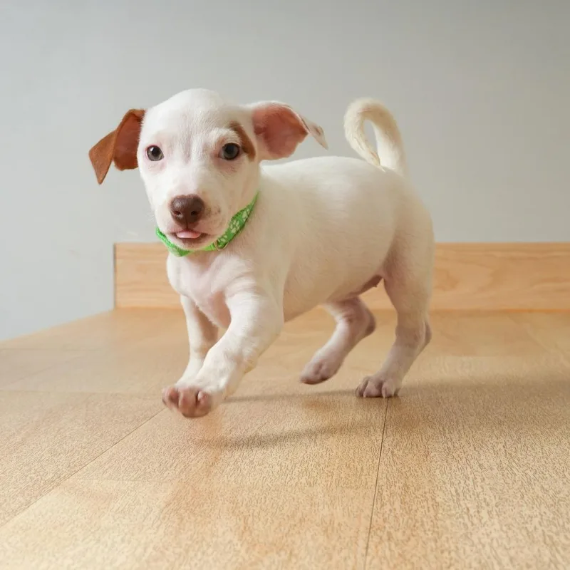 A baby small-sized female Jack Russell Terrier dog named Rey D for adoption in Minnetonka, MN