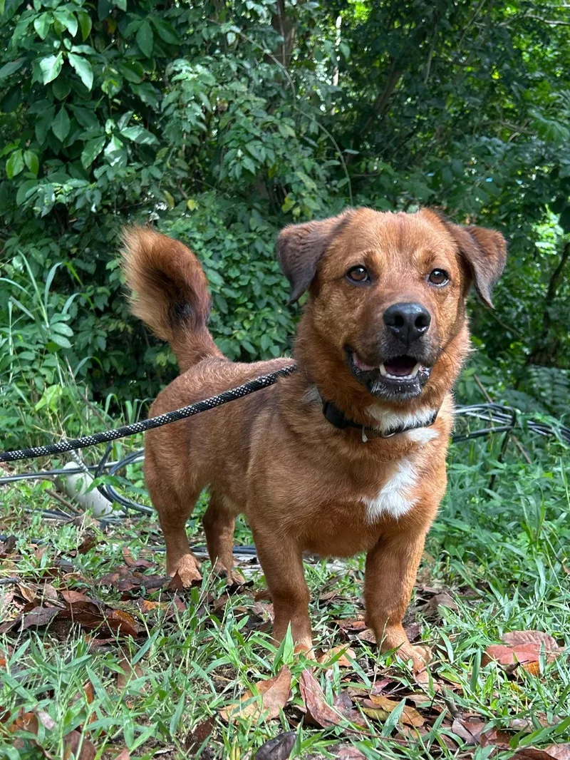 Perky Pekeke thumbnail 3