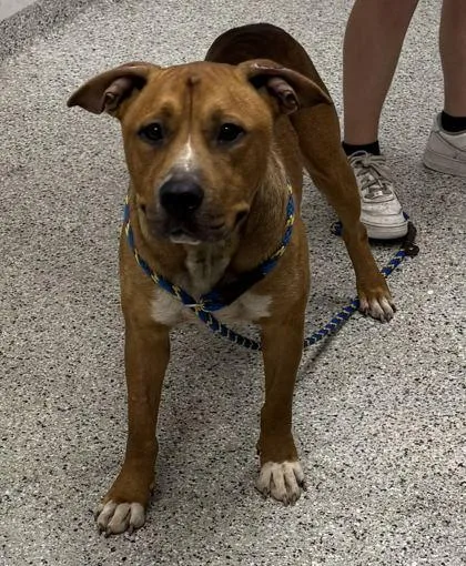 An adult large-sized male Brown / Chocolate Pit Bull Terrier dog named Dune for adoption in Kansas City, MO