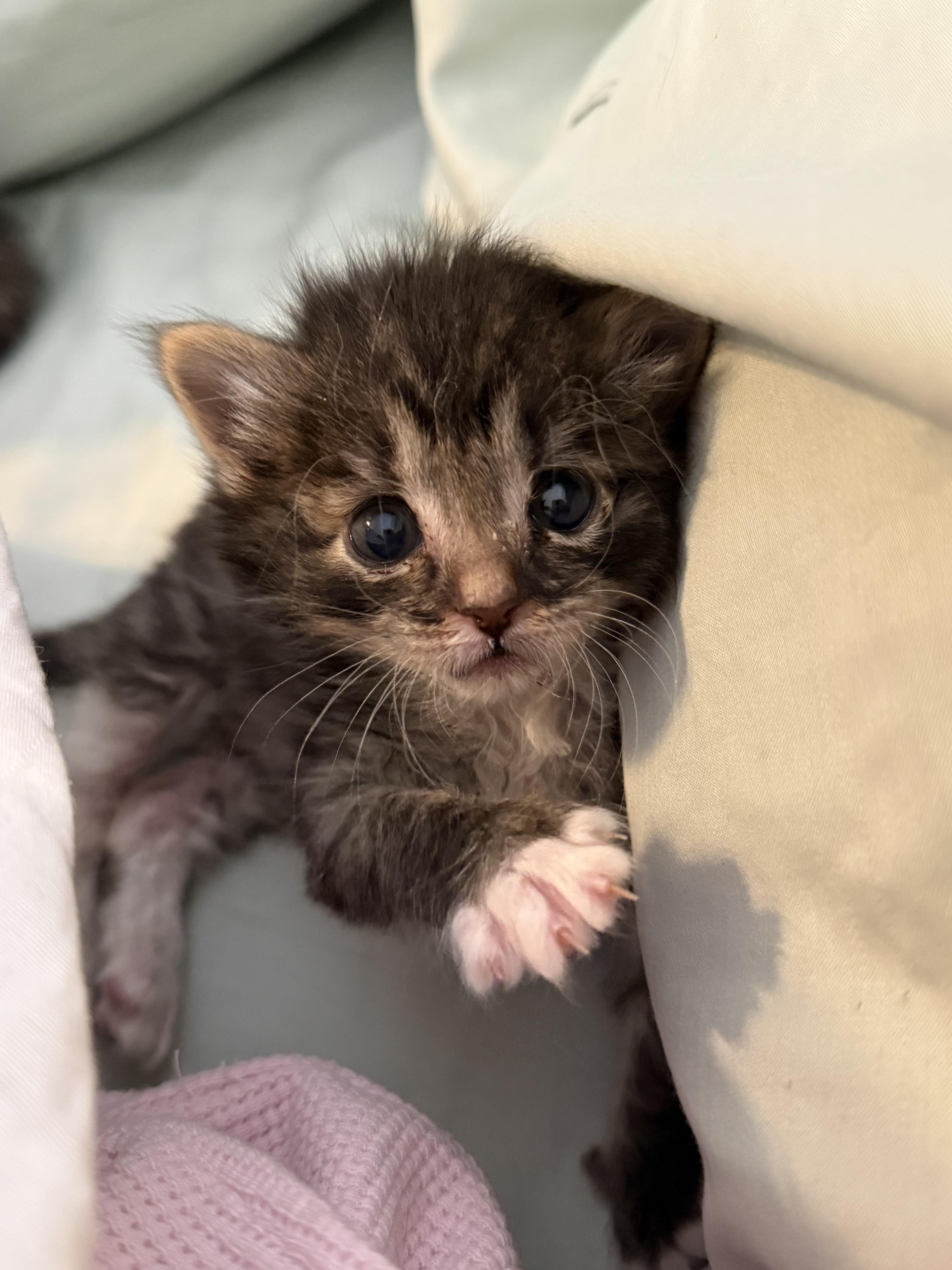 A baby medium-sized female Tabby (Brown / Chocolate) Domestic Short Hair cat named Mokey for adoption in Fruit Heights, UT
