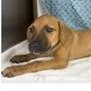 A baby medium-sized female Black Mouth Cur dog named KiKi for adoption in Tampa, FL