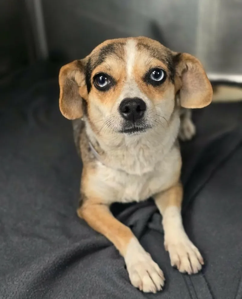 An adult small-sized female Chihuahua dog named Coke Zero for adoption in Sedalia, CO