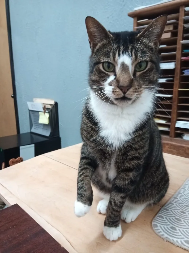 Northstar thumbnail 2