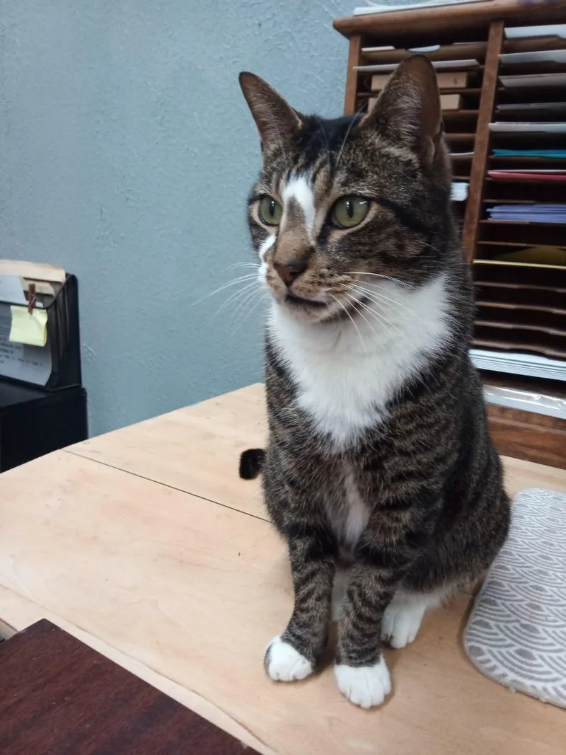 Northstar thumbnail 3