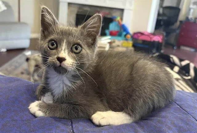 A baby small-sized male Domestic Short Hair cat named Hunter for adoption in Tustin, CA