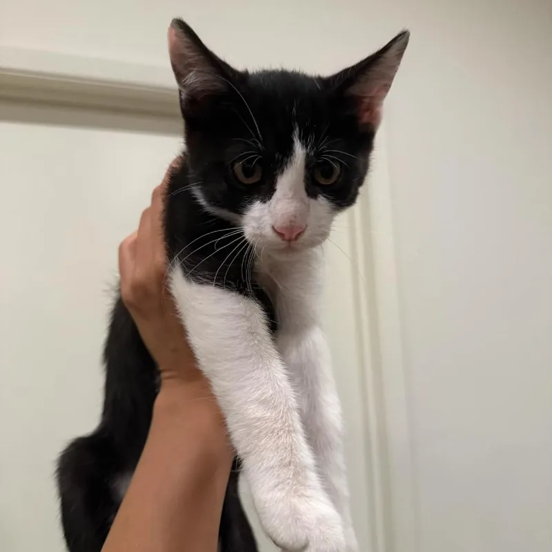 A baby medium-sized male Black Domestic Short Hair cat named Stewart Costa Mesa for adoption in Chino Hills, CA
