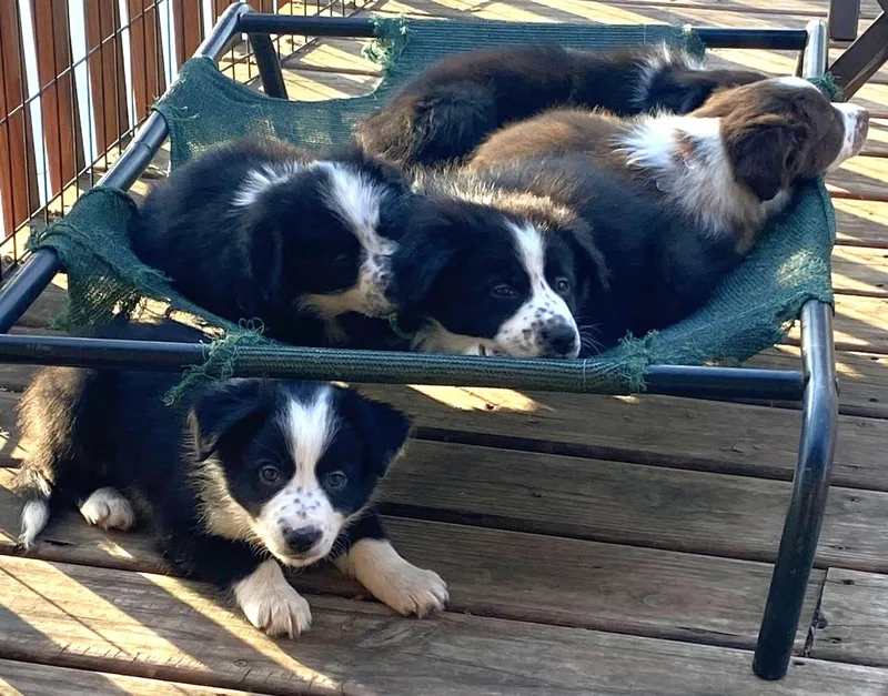 Bridgerton Pups thumbnail 2