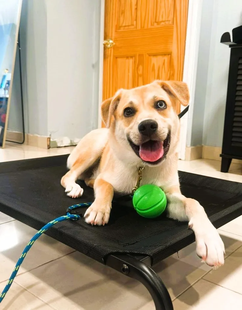 A young small-sized male Yellow / Tan / Blond / Fawn German Shepherd Dog dog named Ace for adoption in South Ozone Park, NY