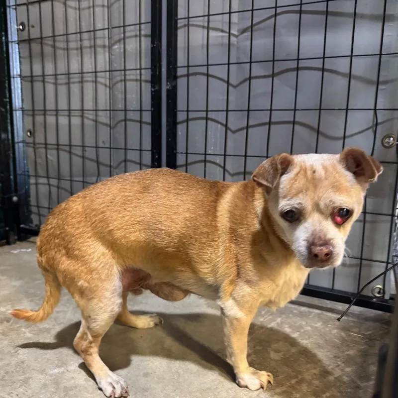 A senior small-sized male Yellow / Tan / Blond / Fawn Feist dog named Charlie for adoption in Enfield, NH