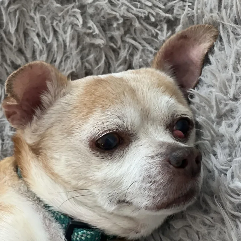 Charlie thumbnail 2