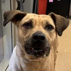 An adult medium-sized female Mixed Breed dog named Reese for adoption in Brenham, TX