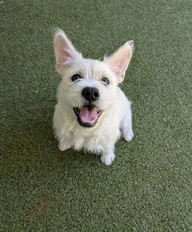 An adult small-sized male Cairn Terrier dog named Krypto for adoption in San Martin, CA