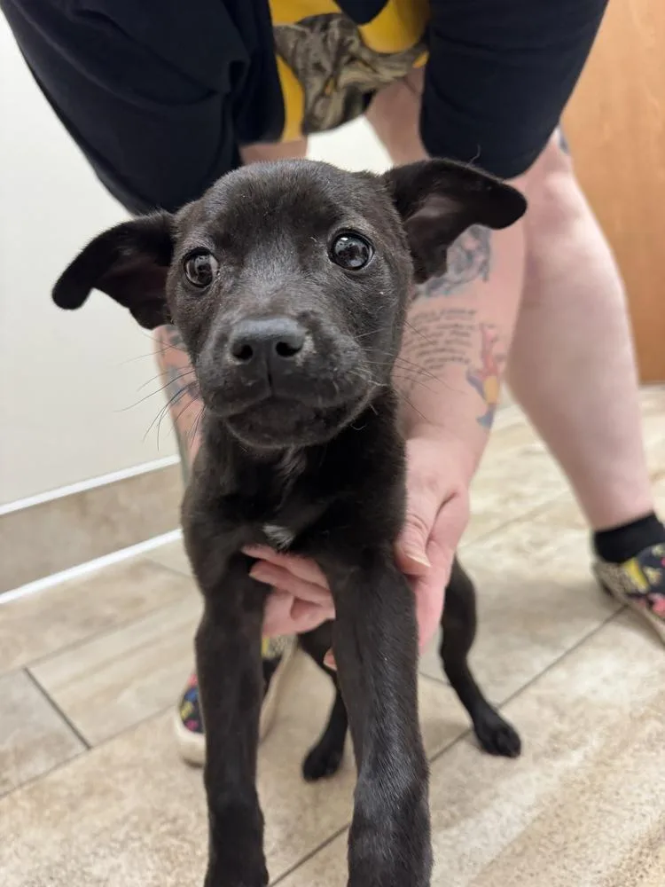 A baby medium-sized female Black Terrier dog named Ranier for adoption in Vancouver, WA