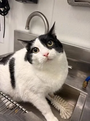 An adult small-sized male Domestic Short Hair cat named Simpson for adoption in Seattle, WA