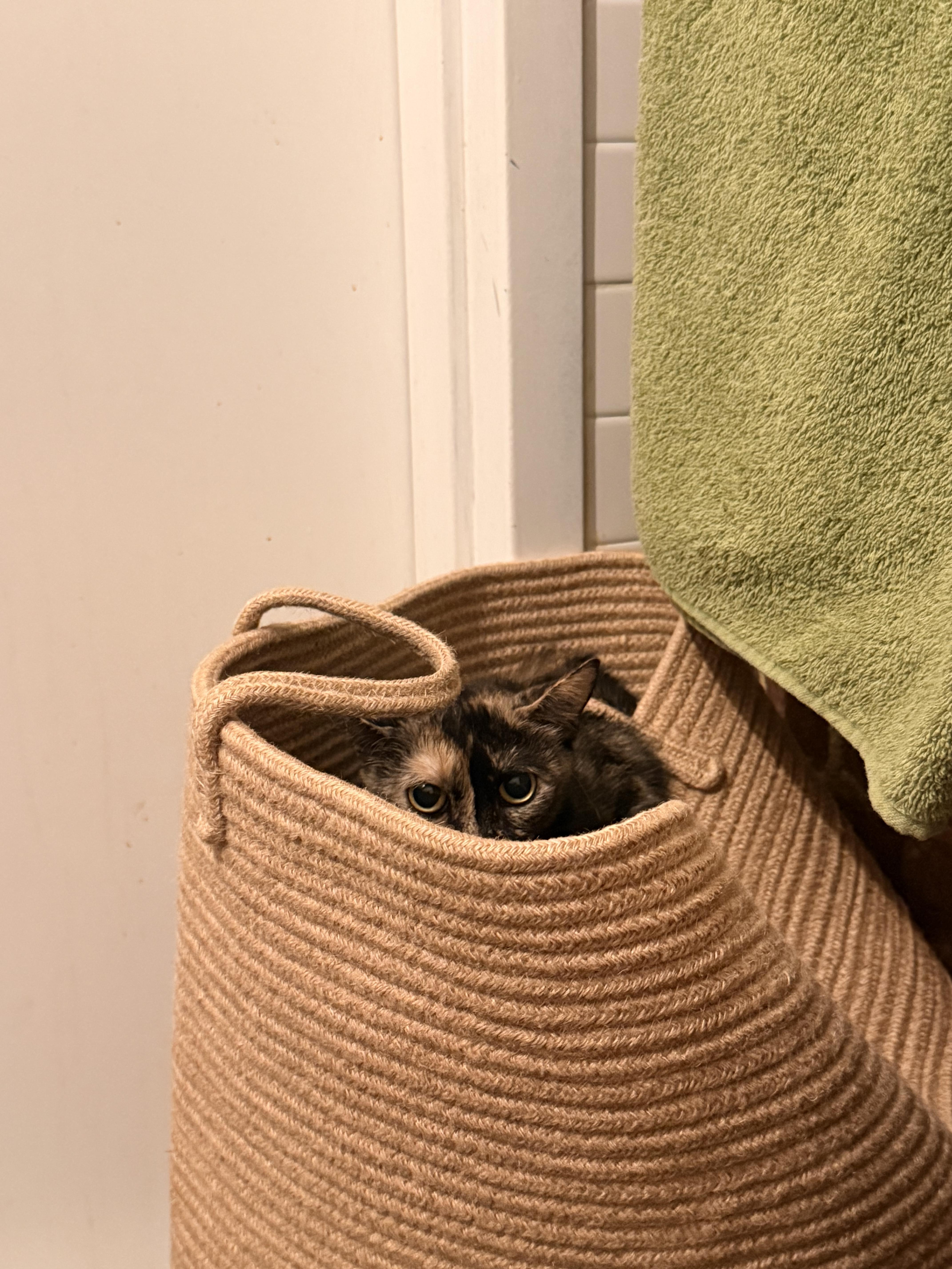 A young medium-sized female Tortoiseshell Domestic Short Hair cat named Stitch for adoption in brooklyn, NY
