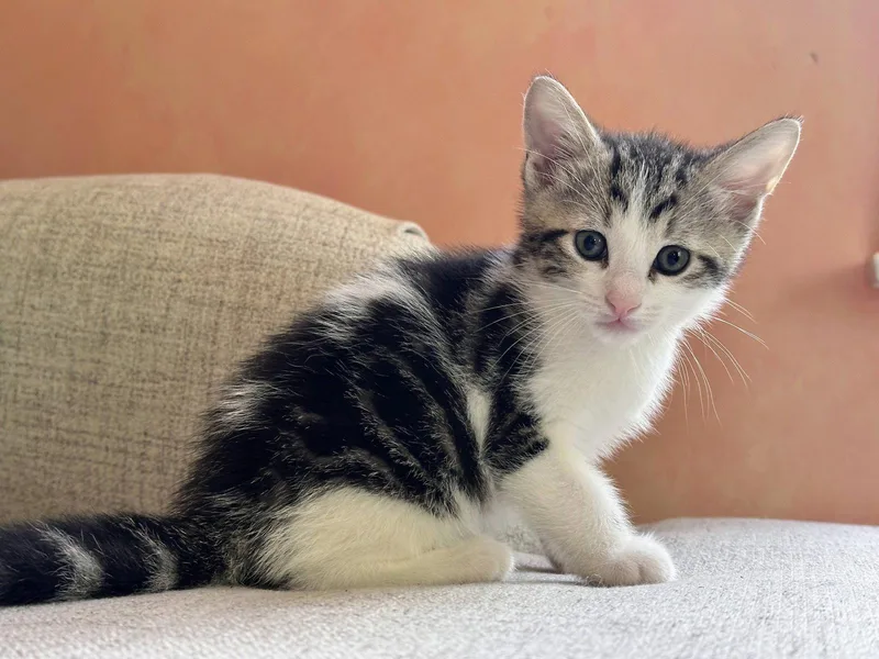 A baby medium-sized female Domestic Short Hair cat named Parsley for adoption in Broomall, PA
