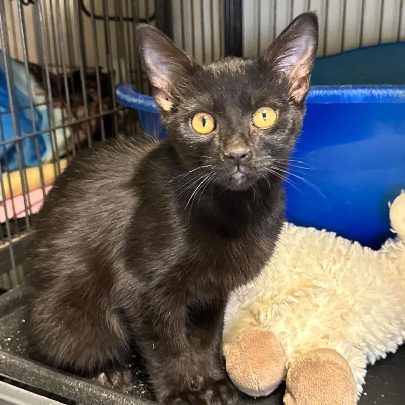 A baby medium-sized male Domestic Short Hair cat named Ninja for adoption in Saginaw, MI