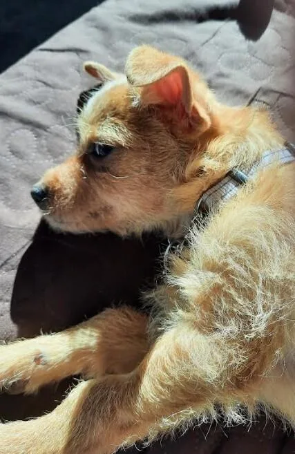 A baby small-sized female Chihuahua dog named Peanut for adoption in Plymouth, MN