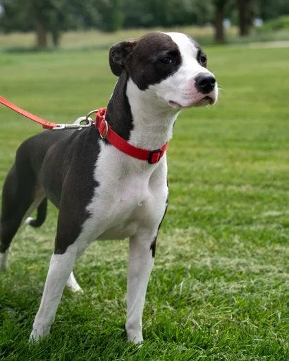 An adult medium-sized female American Staffordshire Terrier dog named Shelby for adoption in Pequot Lakes, MN