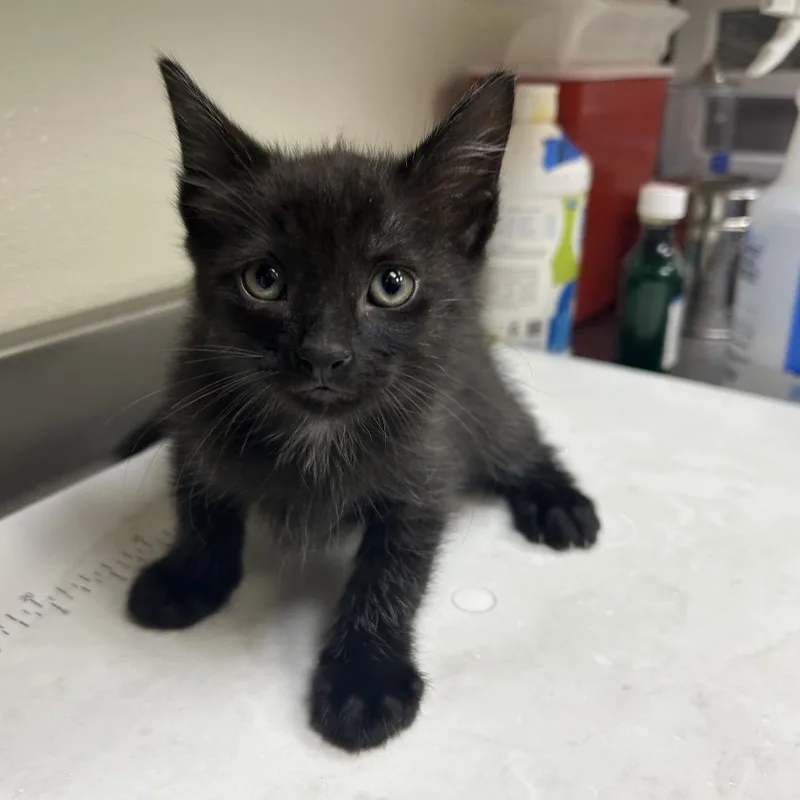 A baby small-sized male Black Domestic Short Hair cat named Archipelago for adoption in Galveston, TX