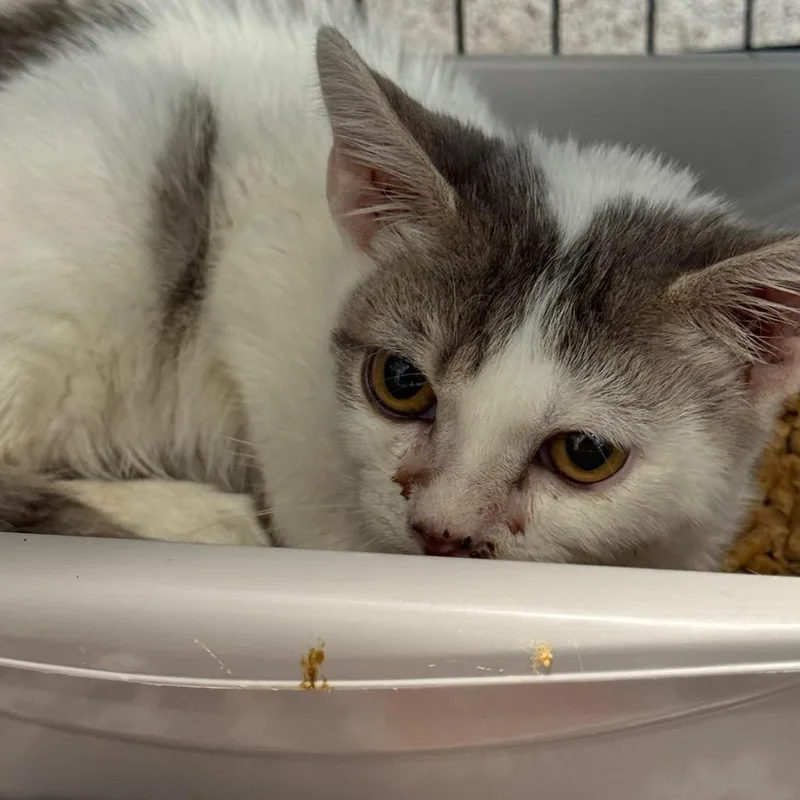 A baby small-sized male White Domestic Short Hair cat named Heath for adoption in Horn Lake, MS