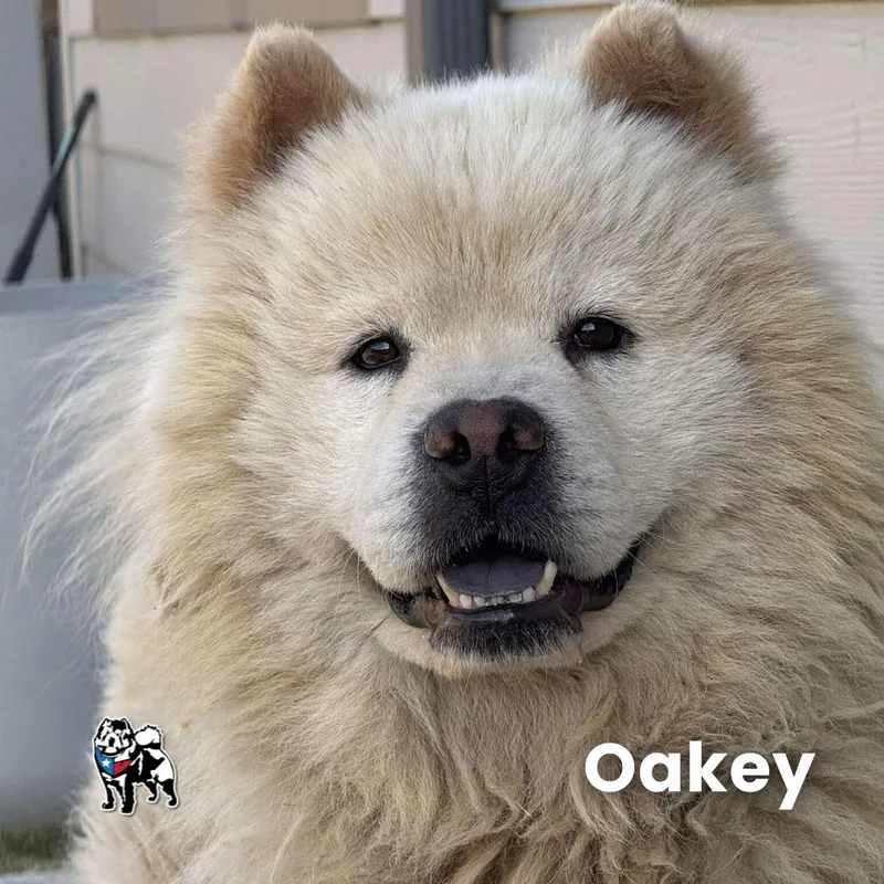 Oakey Fka Sushi thumbnail 3