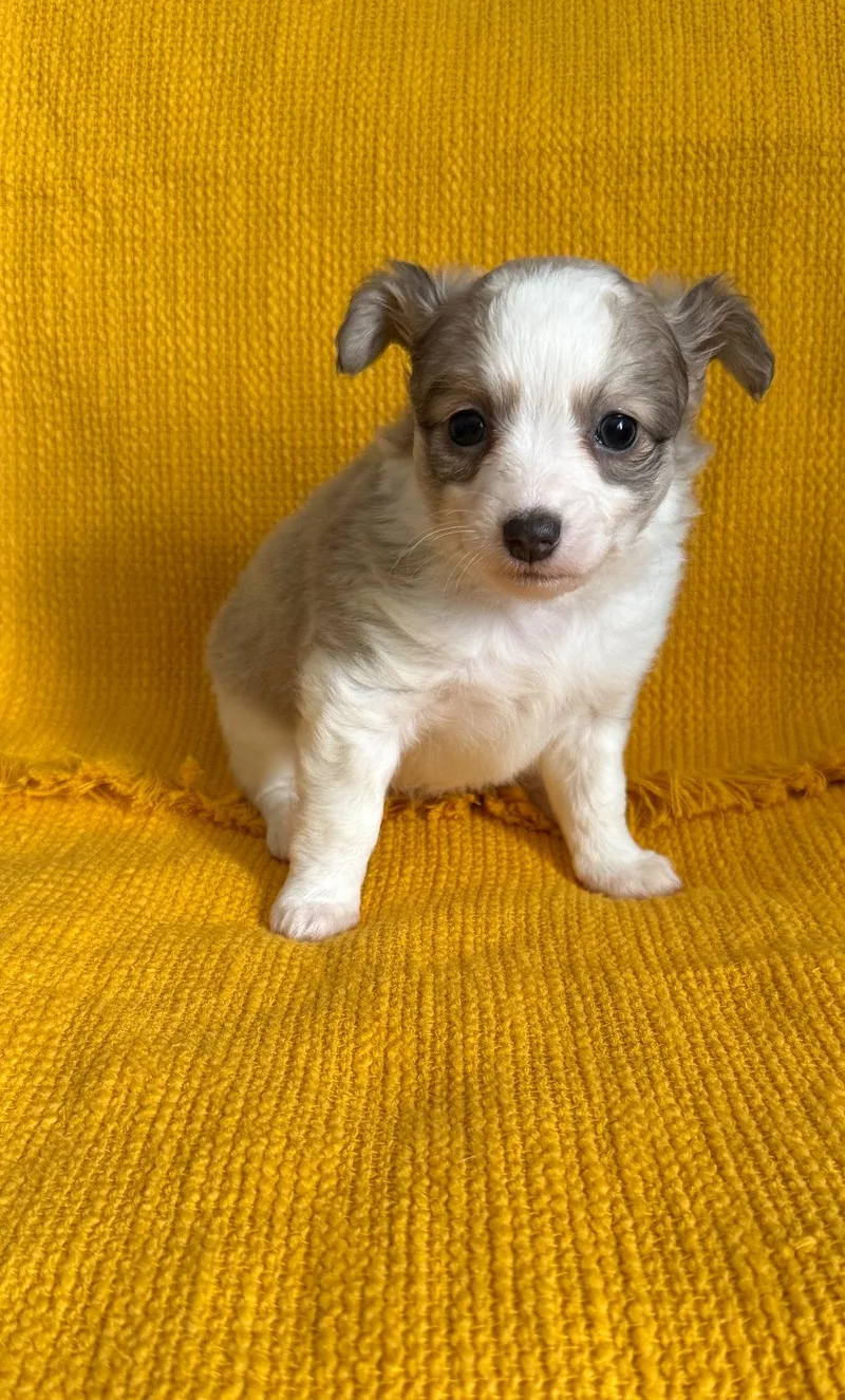 A baby small-sized female Chihuahua dog named Pollen for adoption in Grafton, WI