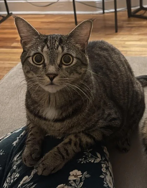 An adult medium-sized male Domestic Short Hair cat named Benzo for adoption in Staten Island, NY