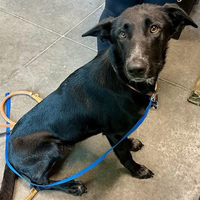 A young large-sized male German Shepherd Dog dog named Blizzard for adoption in Tavares, FL