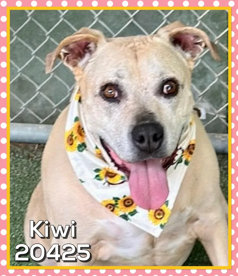 Kiwi thumbnail 3