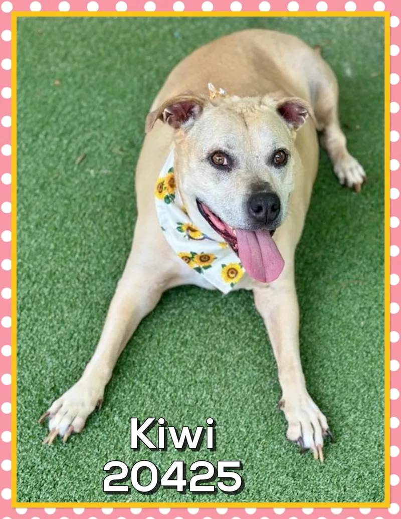 Kiwi thumbnail 5
