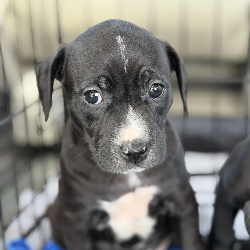 A baby medium-sized female Black Pit Bull Terrier dog named Eucerin for adoption in Columbia, SC