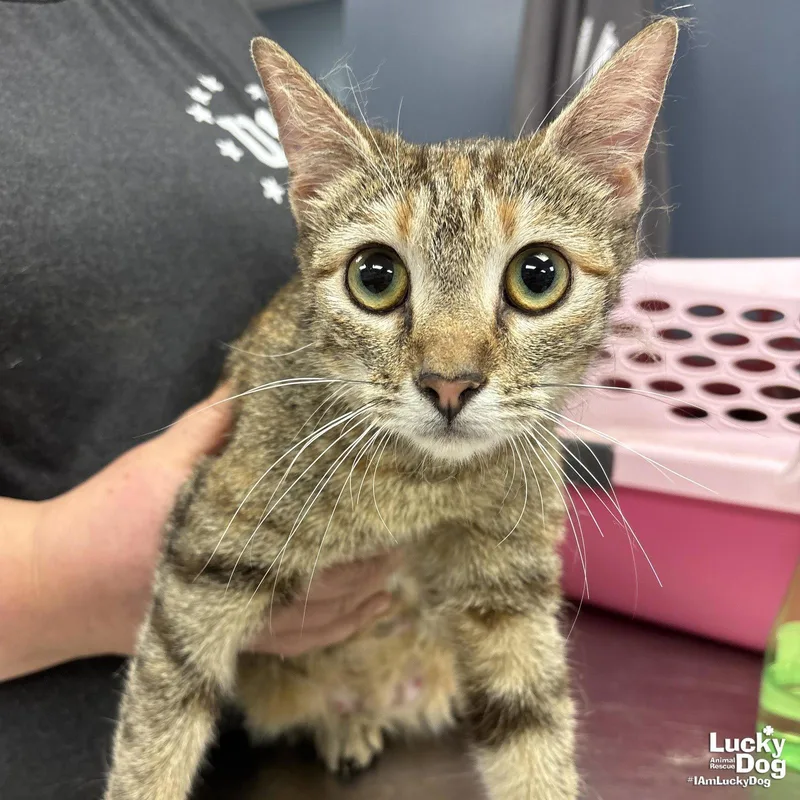 An adult medium-sized female Domestic Short Hair cat named Chex Mix for adoption in Washington, DC