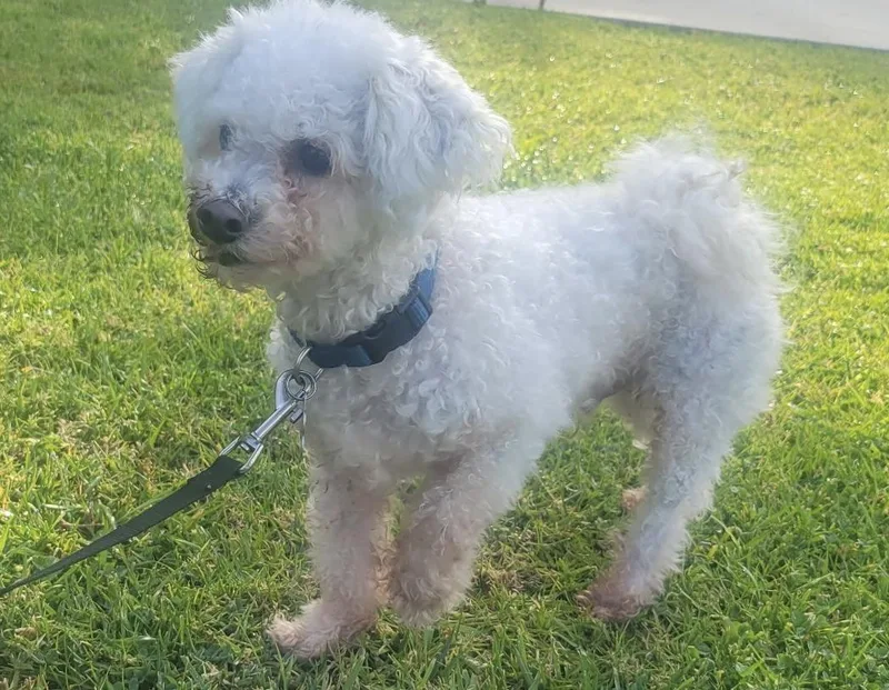 An adult small-sized male Bichon Frise dog named Cody for adoption in Placentia, CA