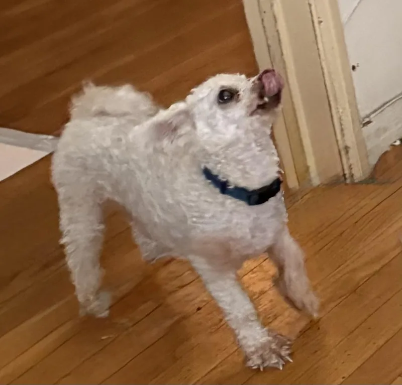 Cody thumbnail 3