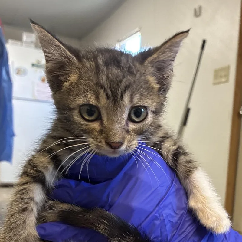 A baby small-sized male Brown / Chocolate Domestic Short Hair cat named Clyde for adoption in Hattiesburg, MS