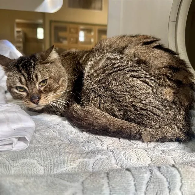 An adult small-sized male Domestic Short Hair cat named Lincoln for adoption in Riverside, CA