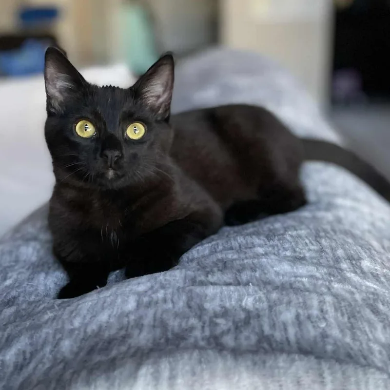 Midnight thumbnail 3