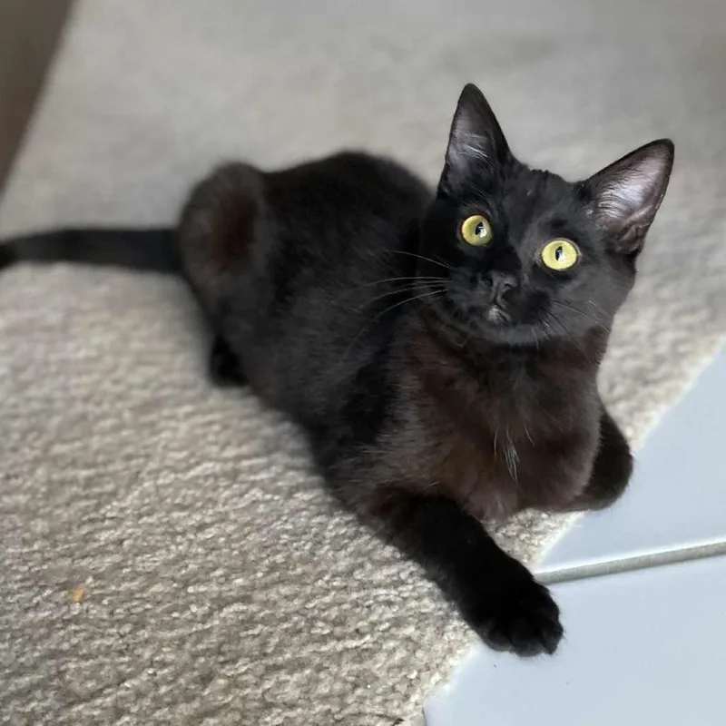 Midnight thumbnail 4