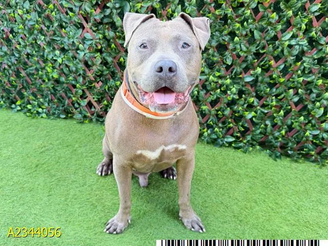 An adult large-sized male Mixed Breed dog named Flint for adoption in West Palm Beach, FL