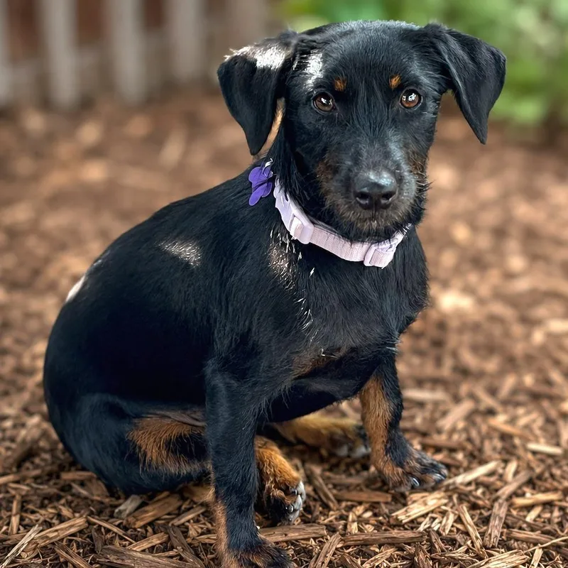 An adult small-sized female Black Wirehaired Terrier dog named Sherla for adoption in Boerne, TX