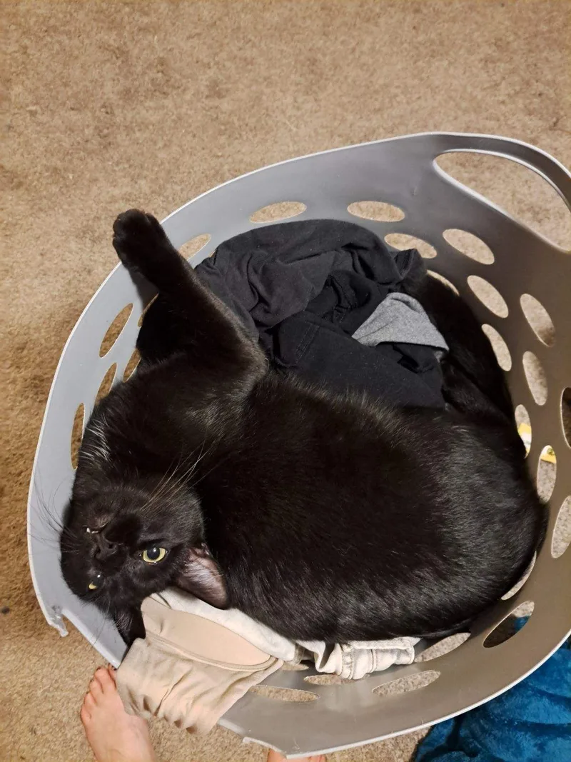 An adult medium-sized male Domestic Short Hair cat named Diesel for adoption in Broken Arrow, OK