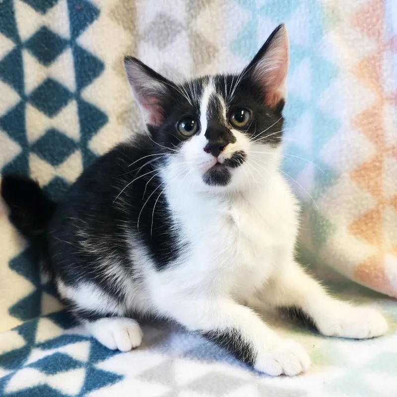 A baby small-sized female Black Domestic Short Hair cat named Picasso Girl for adoption in Mount Juliet, TN