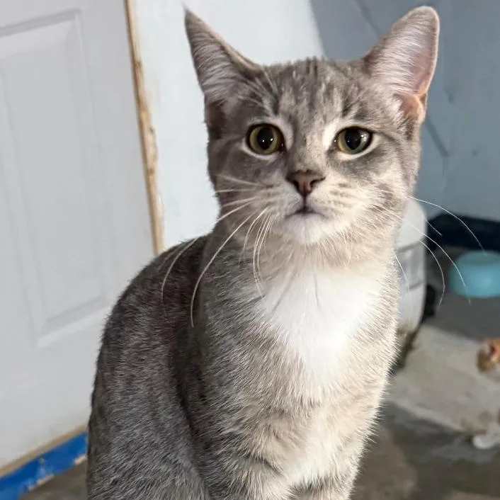 A young medium-sized female Domestic Short Hair cat named Star for adoption in Gresham, WI