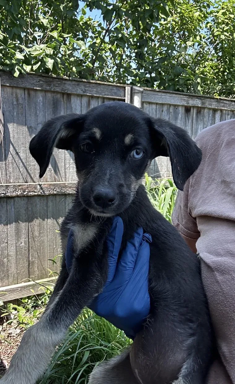 A baby medium-sized female Yellow / Tan / Blond / Fawn Husky dog named Splatter for adoption in Wonder Lake, IL
