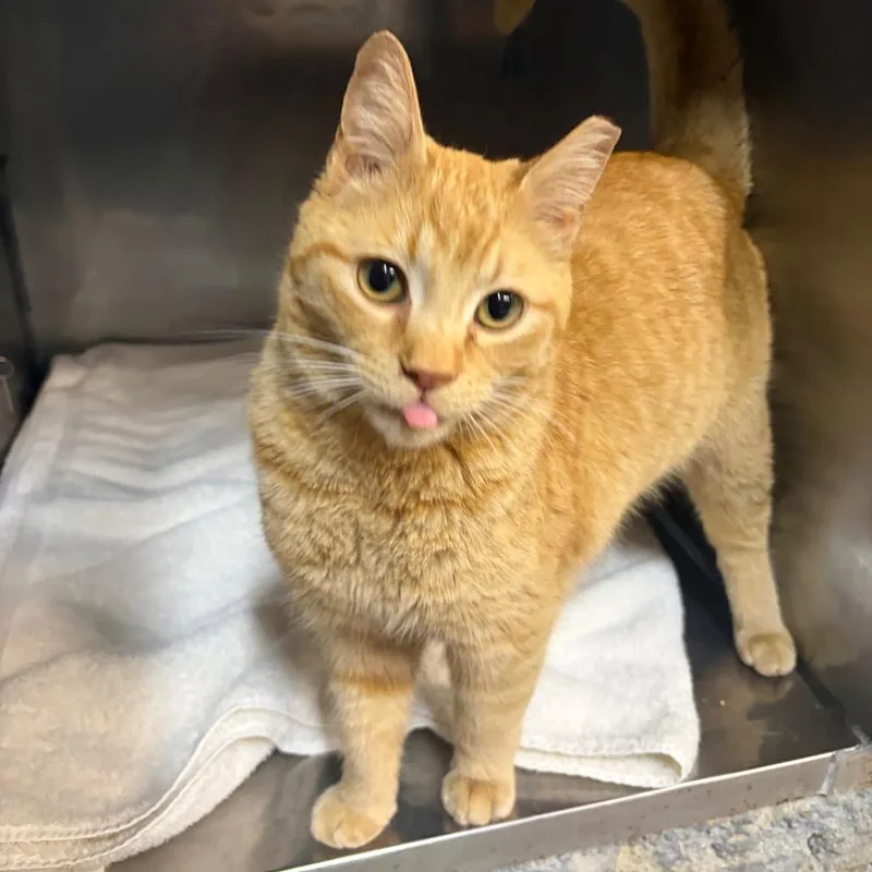 An adult medium-sized male Orange / Red Domestic Short Hair cat named Tigger for adoption in West Olive, MI