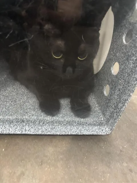 An adult medium-sized female Domestic Short Hair cat named Winnie for adoption in Dallas, TX