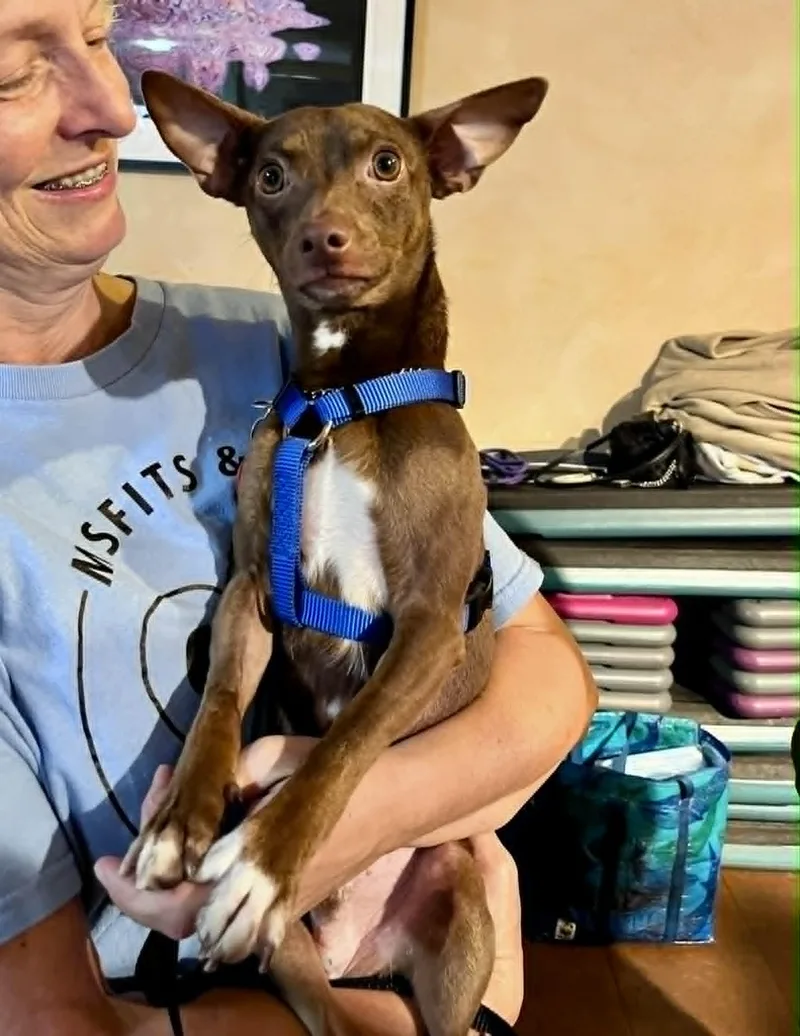 A baby medium-sized male Brown / Chocolate Miniature Pinscher dog named Lucas for adoption in Gulfport, MS