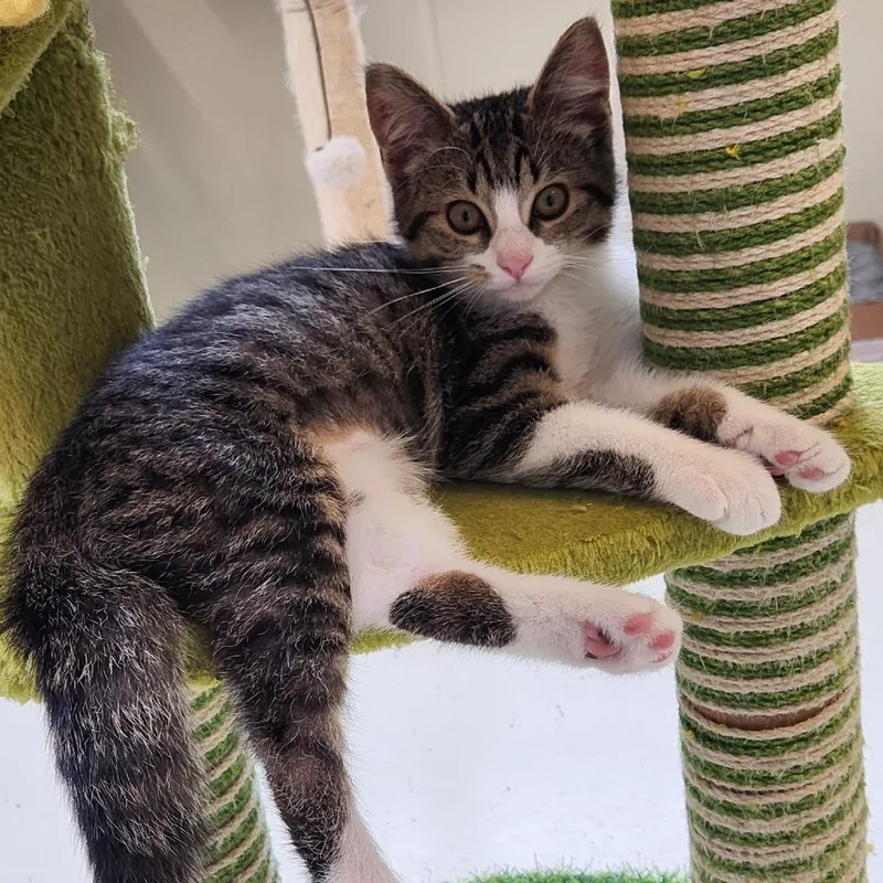 A baby small-sized female White Domestic Medium Hair cat named Clarissa for adoption in Delaware, OH